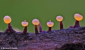 Attēlu rezultāti vaicājumam “Willkommlangea reticulata spores”