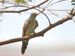Attēlu rezultāti vaicājumam “Cuculus canorus juvenile”