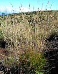 Attēlu rezultāti vaicājumam “Anthoxanthum odoratum fruit”