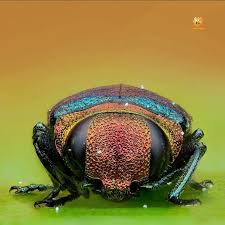 Attēlu rezultāti vaicājumam “Badhamia juliae macro”