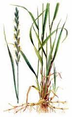 Attēlu rezultāti vaicājumam “Elytrigia repens”