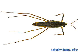 Attēlu rezultāti vaicājumam “Gerridae”