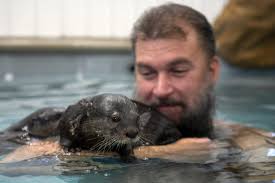 Image result for Eltham Otters