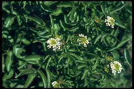 Image result for Rorippa nasturtium-aquaticum