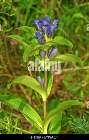 Attēlu rezultāti vaicājumam “Gentiana cruciata bud”