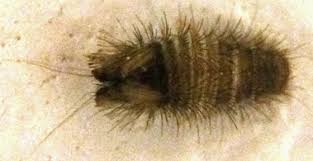 Attēlu rezultāti vaicājumam “Anthrenus sp. larva”