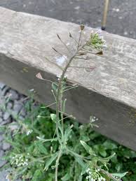 Attēlu rezultāti vaicājumam “Capsella bursa-pastoris leaf”