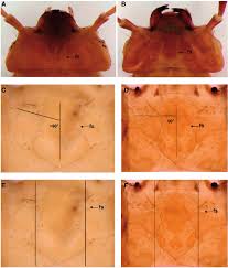 Attēlu rezultāti vaicājumam “Cucujus cinnaberinus larva”