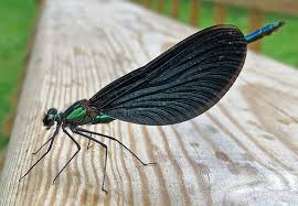 Attēlu rezultāti vaicājumam “Thecabius affinis imago”