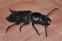 Attēlu rezultāti vaicājumam “Spondylis buprestoides”