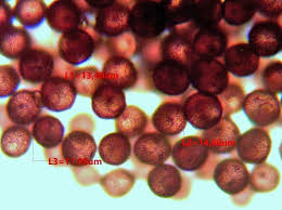 Attēlu rezultāti vaicājumam “Badhamia melanospora”