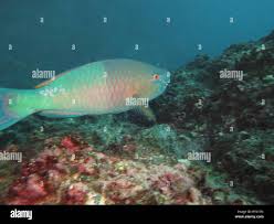 Image result for Scarus rubroviolaceus