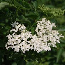Attēlu rezultāti vaicājumam “Sambucus nigra flower”