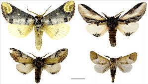 Attēlu rezultāti vaicājumam “Phalera bucephala”