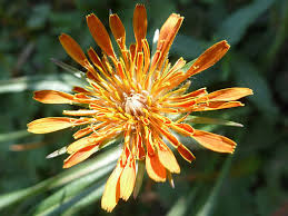 Image result for Agoseris major