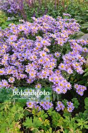 Image result for Aster amellus