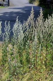 Attēlu rezultāti vaicājumam “Artemisia vulgaris”