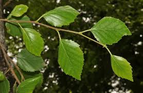 Attēlu rezultāti vaicājumam “Betula pubescens leaf”