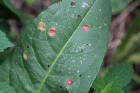 Attēlu rezultāti vaicājumam “Puccinia agrostidis”