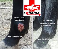 Image result for "proud flesh"