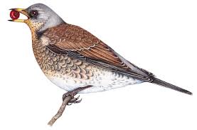 Attēlu rezultāti vaicājumam “Turdus pilaris”