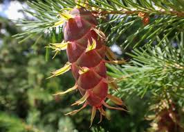 Attēlu rezultāti vaicājumam “Pseudotsuga menziesii var. glauca”