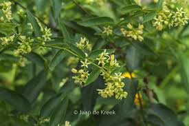 Attēlu rezultāti vaicājumam “Vincetoxicum hirundinaria flower”