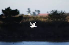 Image result for Chroicocephalus philadelphia