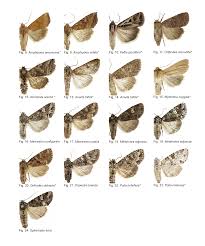 Attēlu rezultāti vaicājumam “Mamestra brassicae”