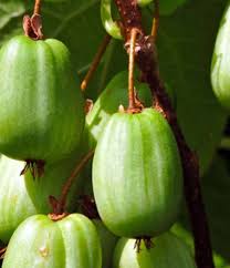 Attēlu rezultāti vaicājumam “Actinidia kolomikta fruit”