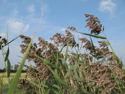 Attēlu rezultāti vaicājumam “Phragmites communis”