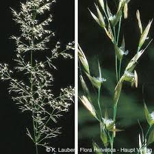 Attēlu rezultāti vaicājumam “Calamagrostis arundinacea leaf”
