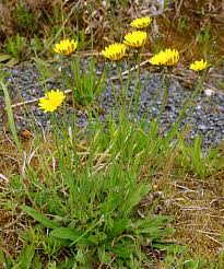 Attēlu rezultāti vaicājumam “Hypochaeris radicata fruit”