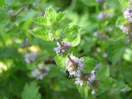 Attēlu rezultāti vaicājumam “Mentha x verticillata leaf”