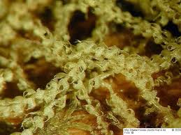 Attēlu rezultāti vaicājumam “Nowellia curvifolia”