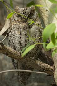 Image result for Otus scops