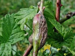 Attēlu rezultāti vaicājumam “Diastrophus rubi”