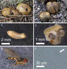 Attēlu rezultāti vaicājumam “Rhizopogon luteolus”