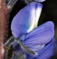 Attēlu rezultāti vaicājumam “Lupinus polyphyllus flower”