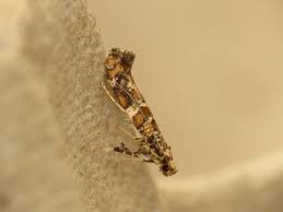 Attēlu rezultāti vaicājumam “Gracillaria syringella”