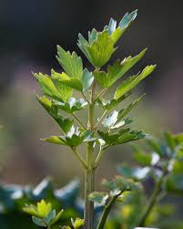 Attēlu rezultāti vaicājumam “Levisticum officinale leaf”