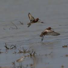 Attēlu rezultāti vaicājumam “Calidris ferruginea adult”
