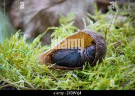 Attēlu rezultāti vaicājumam “Saturnia pavonia cocoon”