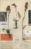 Attēlu rezultāti vaicājumam “Rumex thyrsiflorus”