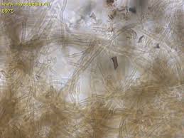 Attēlu rezultāti vaicājumam “Byssocorticium atrovirens”