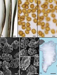 Attēlu rezultāti vaicājumam “Craterium minutum cf. var. brunneum spores”