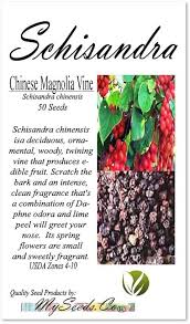 Attēlu rezultāti vaicājumam “Schisandra chinensis flower”