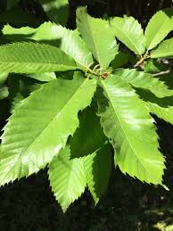 Attēlu rezultāti vaicājumam “Castanea sativa  leaf”