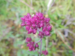 Attēlu rezultāti vaicājumam “Origanum vulgare bud”