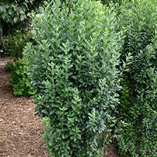 Attēlu rezultāti vaicājumam “Ligustrum vulgare”